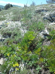 Ferulago galbanifera