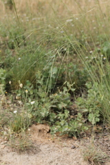 Stipa lagascae