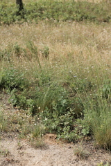 Stipa lagascae