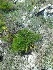 Ferulago galbanifera