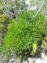 Ferulago galbanifera