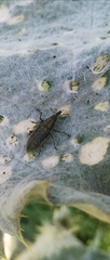 Lixus cardui