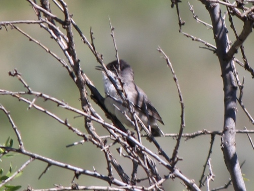 Curruca crassirostris