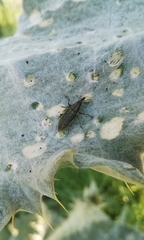 Lixus cardui