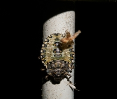 Pentatoma rufipes
