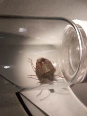 Euschistus servus euschistoides