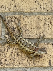 Sceloporus olivaceus