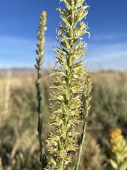 Thelypodium crispum