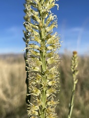 Thelypodium crispum