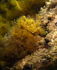 Lissocampus caudalis