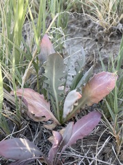 Thelypodium crispum