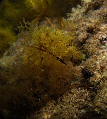 Lissocampus caudalis