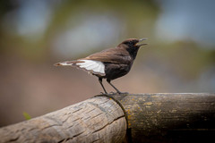 Oenanthe leucura