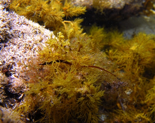 Australian smooth pipefish (Lissocampus caudalis) — Syngnathidae — 3