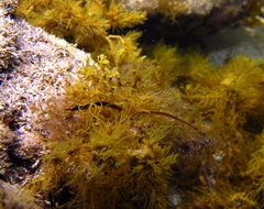 Lissocampus caudalis