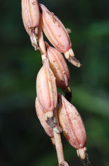 Bletia spicata