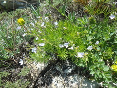 Veronica filifolia