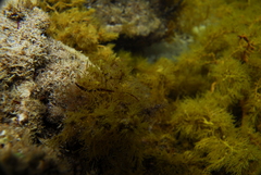 Lissocampus caudalis