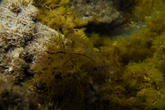 Lissocampus caudalis