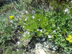 Veronica filifolia