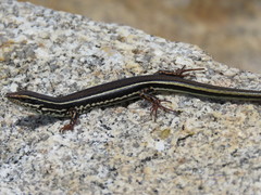 Ctenotus labillardieri