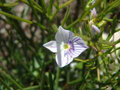 Veronica filifolia