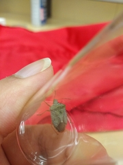 Euschistus servus euschistoides