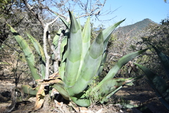 Agave valenciana