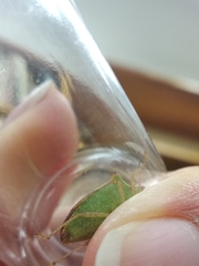 Euschistus servus euschistoides