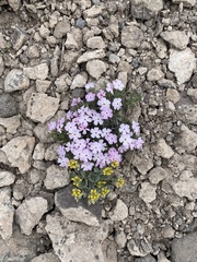 Phlox austromontana