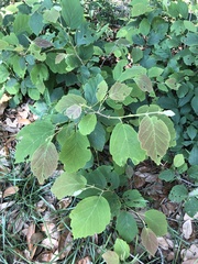 Fothergilla gardenii