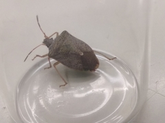 Euschistus servus euschistoides