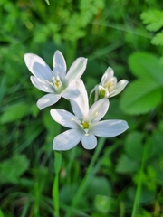 Ornithogalum sintenisii