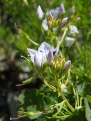 Veronica filifolia
