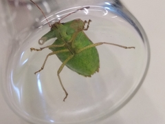 Euschistus servus euschistoides