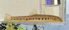 Italian Spined Loach photo 5