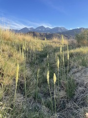 Thelypodium crispum
