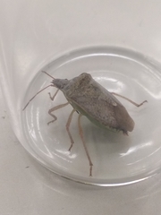 Euschistus servus euschistoides