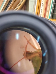 Euschistus servus euschistoides