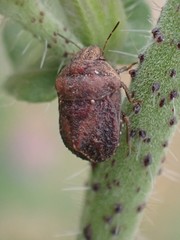 Psacasta tuberculata