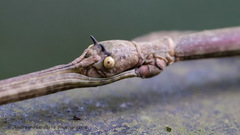 Phraortes stomphax
