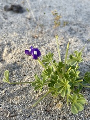 Lupinus odoratus