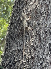 Sceloporus olivaceus