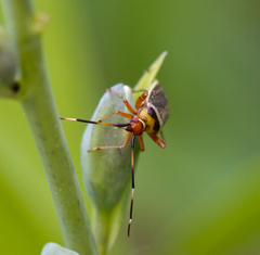 Adelphocoris rapidus