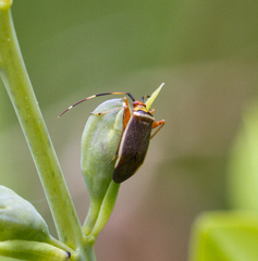Adelphocoris rapidus