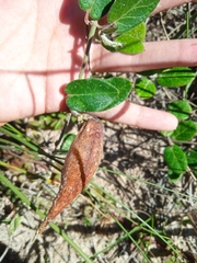 Oxypetalum tomentosum