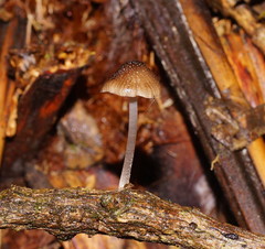 Mycena nargan