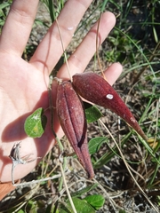 Oxypetalum tomentosum