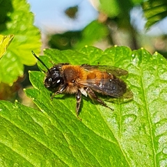 Andrena varians