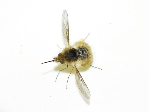 Bombylius rhodius